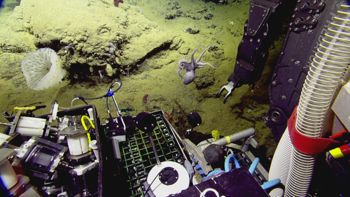 Media type: image;   Invertebrate Zoology 153111 Description: live specimen;